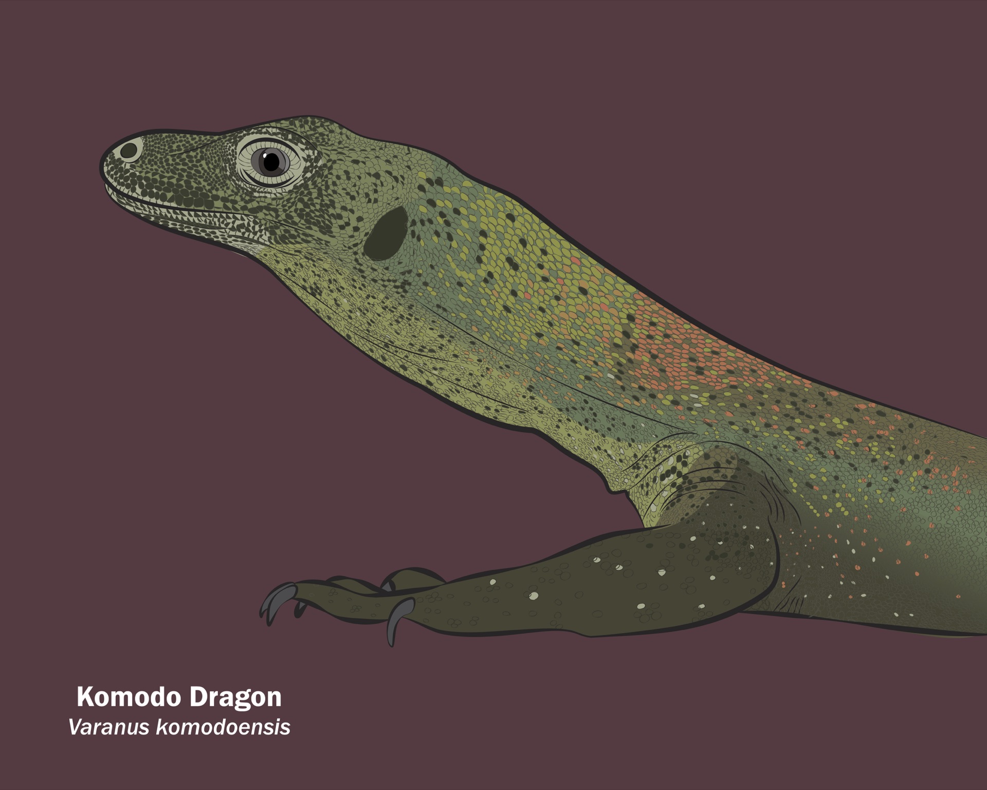 Komodo Dragon Juvenile